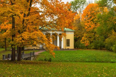 Ormanda sonbahar. Parkta yürü. Saint-Petersburg.