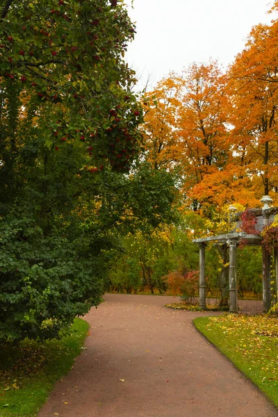 Otoño en el bosque. Camina por el parque. San Petersburgo . —  Fotos de Stock