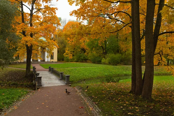 Outono na floresta. Caminhe no Parque. São Petersburgo . — Fotografia de Stock