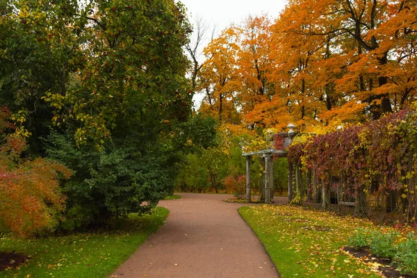 Outono na floresta. Caminhe no Parque. São Petersburgo . — Fotografia de Stock