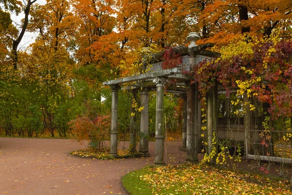 Outono na floresta. Caminhe no Parque. São Petersburgo . — Fotografia de Stock