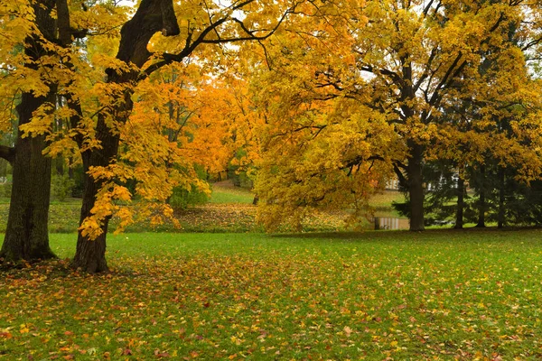 Otoño en el bosque. Camina por el parque. San Petersburgo . —  Fotos de Stock