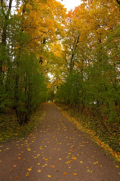 Outono na floresta. Caminhe no Parque. São Petersburgo . — Fotografia de Stock