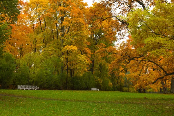 森の中の秋。公園を歩いてください。サンクトペテルブルク. — ストック写真