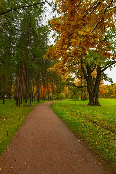 森の中の秋。公園を歩いてください。サンクトペテルブルク. — ストック写真