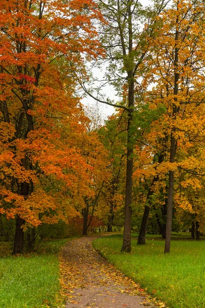 Outono na floresta. Caminhe no Parque. São Petersburgo . — Fotografia de Stock