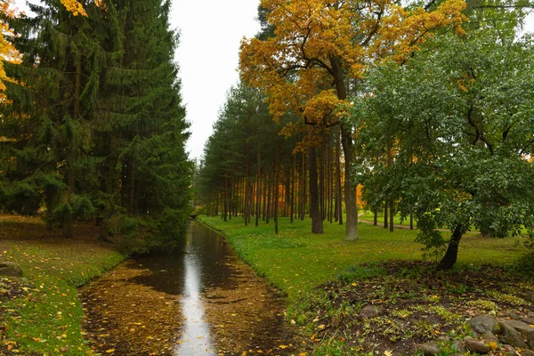 森の中の秋。公園を歩いてください。サンクトペテルブルク. — ストック写真