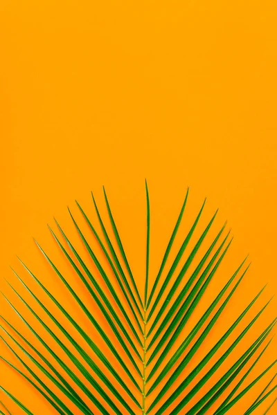 Tropical leaf on pastel background,  minimalist concept, flat lay.