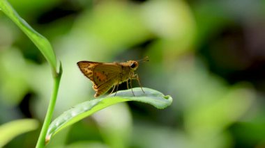 4K video 'da yeşil yaprağın üzerinde hafifçe parlayan küçük kelebek kanatları..