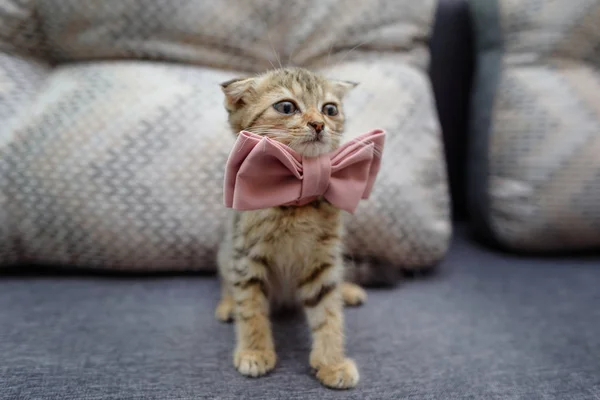 Small Kitten Sitting Couch Bow Tie Ready Celebration — Stock Photo, Image