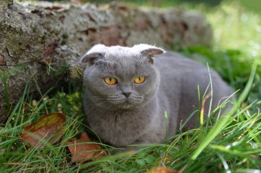 Sonbahar çevresinde çimenlerin üzerinde dışında oturan purebred gri kedi