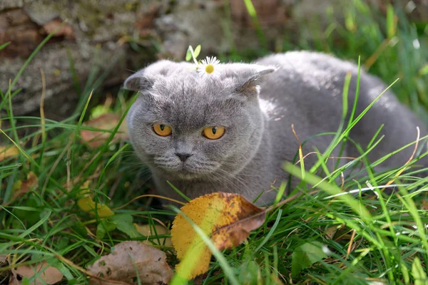 고양이 주위에 잔디에 — 스톡 사진