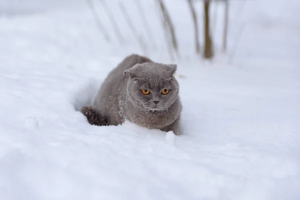 눈에서 바라보는 따뜻한 스카프에 스코틀랜드 품종의 고양이 — 스톡 사진