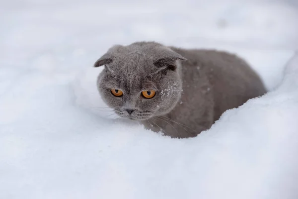 눈에서 바라보는 따뜻한 스카프에 스코틀랜드 품종의 고양이 — 스톡 사진
