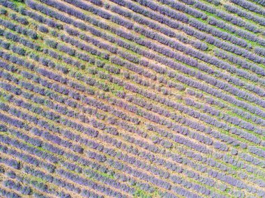 Tarım alanlarının havadan görünüşü