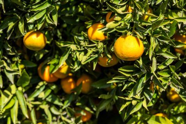 Olgun sulu portakal mandalina ağacı üzerinde