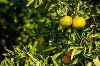 Olgun sulu portakal mandalina ağacı üzerinde
