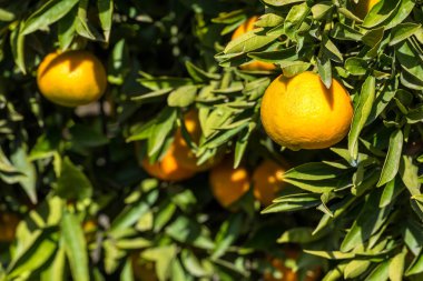Olgun sulu portakal mandalina ağacı üzerinde