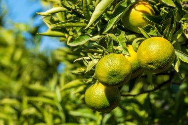 Olgun sulu portakal mandalina ağacı üzerinde