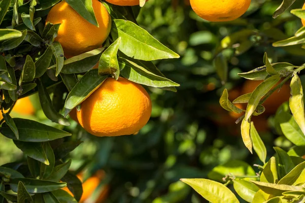 Olgun sulu portakal mandalina ağacı üzerinde. Yakın çekim