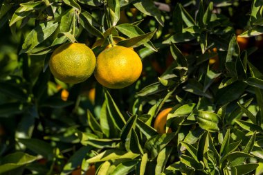 Olgun sulu portakal mandalina ağacı üzerinde. Yakın çekim