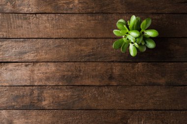 Kopyalama alanı olan ahşap masa üzerindeki yeşil sulu