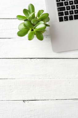 Laptop ve beyaz ahşap masaüstünde küçük sulu. İş geçmişi. Üst görünüm