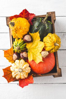 Renkli sonbahar balkabakları ve yapraklar beyaz ahşap masada kutuda. Üst görünüm