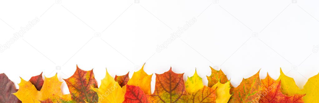 Composition of colourful autumn leaves isolated on white background. Fall concept. Banner