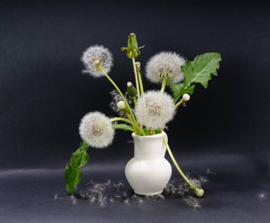 Yarım çiçek açması ve kabarık dandelions ve küçük seramik sürahi ve karahindiba tohum dandelions yapraklarda siyah arka plan üzerinde bulunan bir yüzey üzerinde