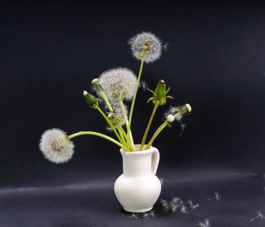 Küçük seramik sürahi ve karahindiba tohumlar siyah arka plan üzerinde bulunan bir yüzey üzerinde yarım çiçek açması ve kabarık karahindiba