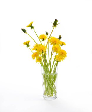 Beyaz arka plan üzerinde bulunan cam vazoda sarı ve yarı çiçek açması karahindiba