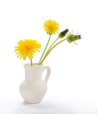 Küçük seramik sürahi beyaz arka plan üzerinde bulunan sarı ve yarı çiçek açması karahindiba