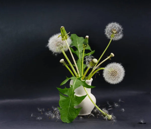 Birçok yarı çiçek açması ve kabarık dandelions ve küçük seramik sürahi ve karahindiba tohum dandelions yapraklarda siyah arka plan üzerinde bulunan bir yüzey üzerinde