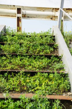 Çeşitli çim yaz gününde büyümüş merdiven terk edilmiş