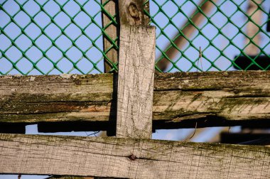 Eski yosunlu tahtalar paslı çivi ve yeşil plastik ızgara ile yaz güneşli gün çatlamış.