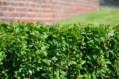 Segment düzgünce ve arka plan üzerinde kısa bir mesafe ve tuğla duvar üzerinden yeşil çit yaz gününde kesilmiş.
