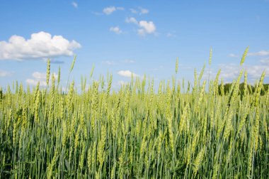Buğday alan arka plan mavi gökyüzü güneşli yaz günü bulutlara ile üzerinde yalnız kulakları ile