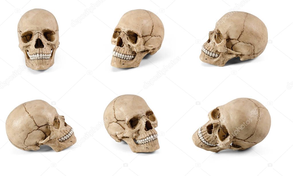 Six plastic human skulls at various angles isolated on white background
