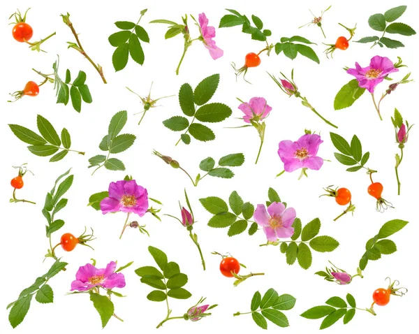 Birçok yaprak, çiçek, çilek ve köpek tomurcukları çeşitli ang yükseldi