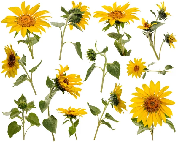 Çiçekler, yapraklar, sapları ve çeşitli açılardan ayçiçeği tomurcukları o