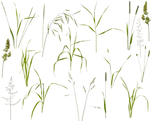 Veel stengels, bladeren en bloeiwijzen van verschillende weide gras een — Stockfoto