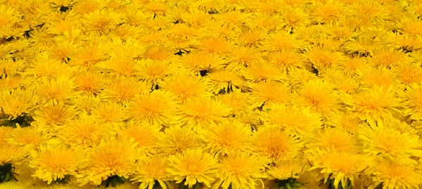 Background Lot Yellow Blooming Dandelion Flowers Perspective View — Stock Photo, Image