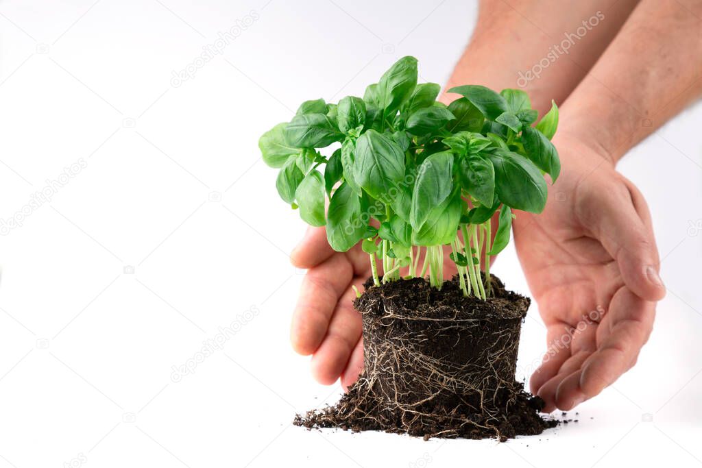 Male hands hold plants ready for planting. Basil. Seedlings of green basil. On a white background.