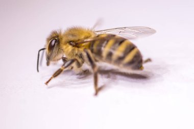 Büyük arı yakın çekim. Bir arı closeup. Tehlikeli bir böcek. Korkunç bir arı. Korkunç eşek arısı. Tehlikeli sinek. Bal arısı. Seçici odak.