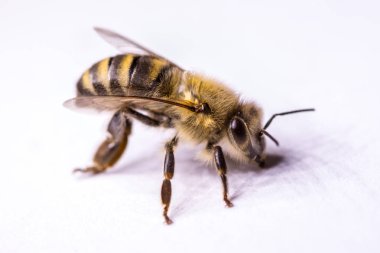 Büyük arı yakın çekim. Bir arı closeup. Tehlikeli bir böcek. Korkunç bir arı. Korkunç eşek arısı. Tehlikeli sinek. Bal arısı. Seçici odak.