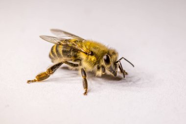 Büyük arı yakın çekim. Bir arı closeup. Tehlikeli bir böcek. Korkunç bir arı. Korkunç eşek arısı. Tehlikeli sinek. Bal arısı. Seçici odak.