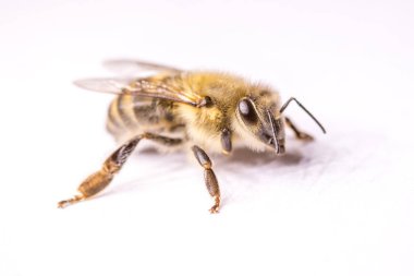 Büyük arı yakın çekim. Bir arı closeup. Tehlikeli bir böcek. Korkunç bir arı. Korkunç eşek arısı. Tehlikeli sinek. Bal arısı. Seçici odak.