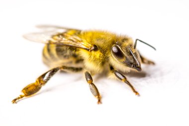 Büyük arı yakın çekim. Bir arı closeup. Tehlikeli bir böcek. Korkunç bir arı. Korkunç eşek arısı. Tehlikeli sinek. Bal arısı. Seçici odak.