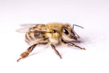 Büyük arı yakın çekim. Bir arı closeup. Tehlikeli bir böcek. Korkunç bir arı. Korkunç eşek arısı. Tehlikeli sinek. Bal arısı. Seçici odak.